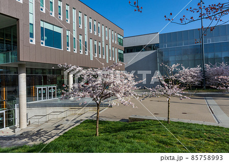 Vancouver, BC, Canada - April 5 2021 : University of British Columbia (UBC) campus. Cherry blossom flowers in full bloom. Vancouver, BC, Canada - April 5 2021 : University of British Columbia (UBC) campus. Cherry blossom flowers in full bloom. 85758993