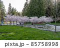 Vancouver, BC, Canada - April 5 2021 : University of British Columbia (UBC) campus. Cherry blossom flowers in full bloom. 85758998