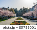 Vancouver, BC, Canada - April 5 2021 : University of British Columbia (UBC) campus. Cherry blossom flowers in full bloom. 85759001