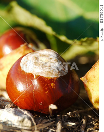chestnut horse conker chestnut horse conker 85759011