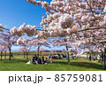 People having a picnic in the Garry Point Park in springtime, enjoying cherry blossom flowers in full bloom. Richmond, BC, Canada. 85759081