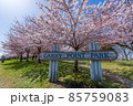 Richmond, BC, Canada - April 5 2021 : Garry Point Park in springtime. Cherry blossom flowers in full bloom. 85759083
