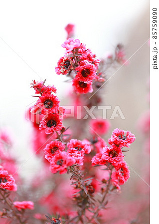 御柳梅(ギョリュウバイ)の花 御柳梅(ギョリュウバイ)の花 85759090