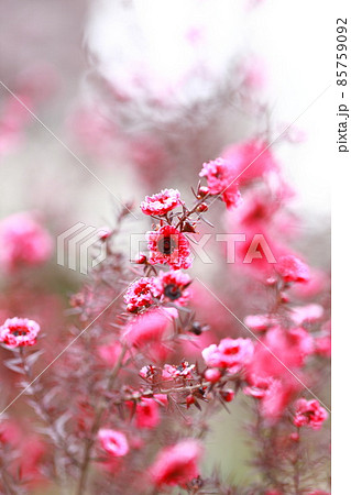 御柳梅(ギョリュウバイ)の花 御柳梅(ギョリュウバイ)の花 85759092