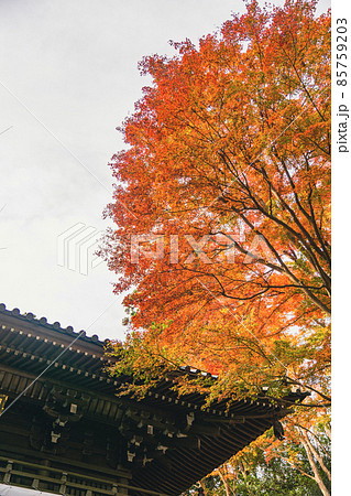 薬王院の山門と紅葉 85759203