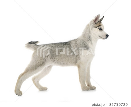 puppy siberian husky puppy siberian husky 85759729