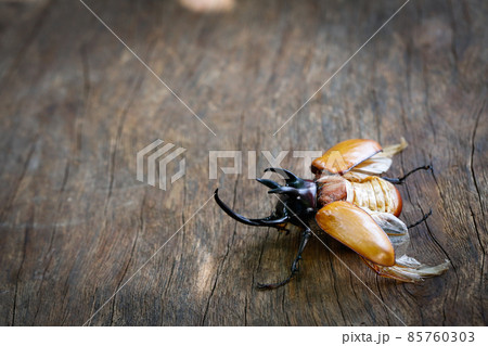 Close up of Five-horned rhinoceros beetle on wood in side view with copy space 85760303