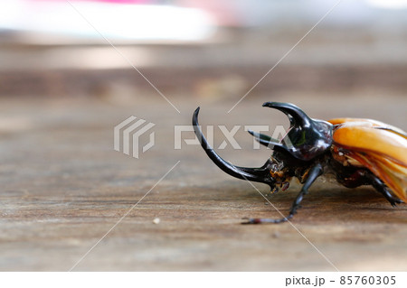 Close up of head part and side view of Five-horned rhinoceros beetle on wood with copy space Close up of head part and side view of Five-horned rhinoceros beetle on wood with copy space 85760305