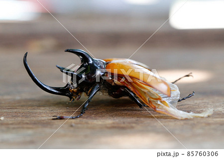 side view of Five-horned rhinoceros beetle on wood side view of Five-horned rhinoceros beetle on wood 85760306