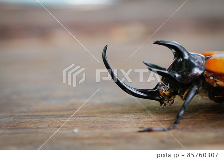 Head of Five-horned rhinoceros beetle on wood background with copy space Head of Five-horned rhinoceros beetle on wood background with copy space 85760307