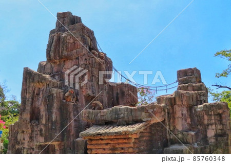 【山口県】周南市徳山動物園の猿山 85760348