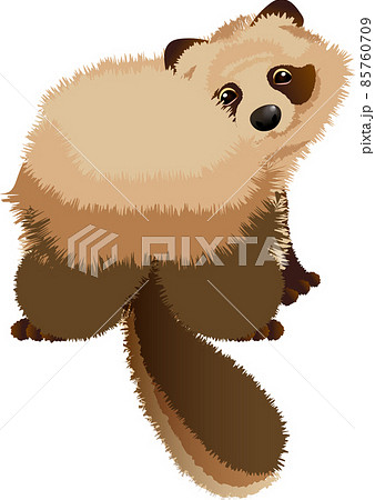 振り返りタヌキ 振り返りタヌキ 85760709