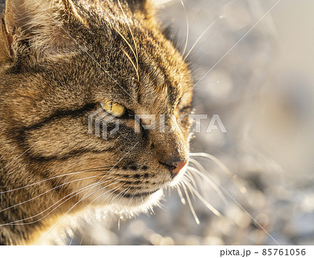 【猫】鋭い目つきのキジトラ猫 【猫】鋭い目つきのキジトラ猫 85761056