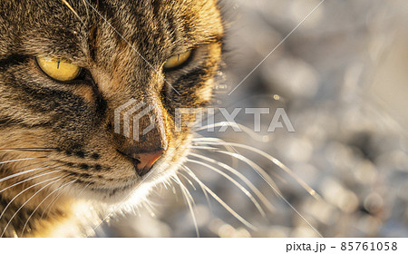 【猫】凛々しい表情のキジトラ猫 85761058