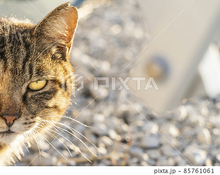 【猫】鋭い目つきのキジトラ猫 【猫】鋭い目つきのキジトラ猫 85761061