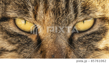 猫】鋭い目つきのキジトラ猫の写真素材 [85761062] - PIXTA