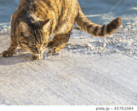 【猫】足元を見るキジトラ猫 85761064