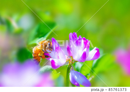 ミツバチとレンゲ畑 85761373