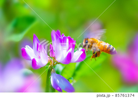 ミツバチとレンゲ畑 85761374