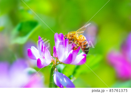 ミツバチとレンゲ畑 85761375