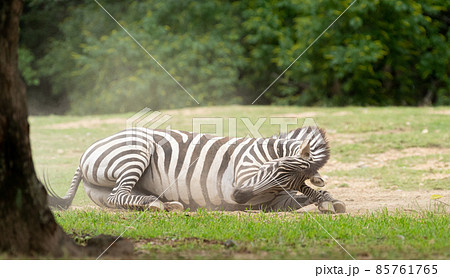 砂浴びするシマウマ 85761765