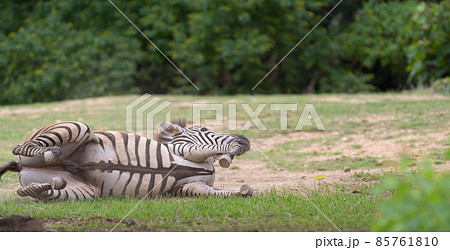 砂浴びするシマウマ 85761810