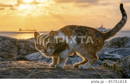 A stray cat sits on the stones of the waterfront in Istanbul. Sunset over the Bosphorus Strait A stray cat sits on the stones of the waterfront in Istanbul. Sunset over the Bosphorus Strait 85761818