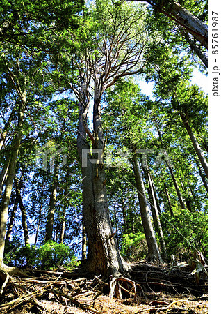 丹沢の大山北尾根　上野ノ頭の登山道に根ずくアカマツ 85761987