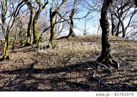 丹沢の大山北尾根 ミズヒノ頭の山頂 丹沢の大山北尾根 ミズヒノ頭の山頂 85762079