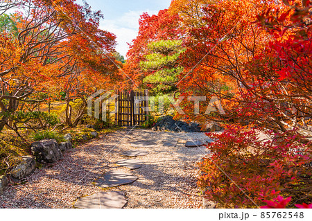 秋のどうだん亭、紅葉するドウダンツツジ〈愛知県尾張旭市〉 秋のどうだん亭、紅葉するドウダンツツジ〈愛知県尾張旭市〉 85762548