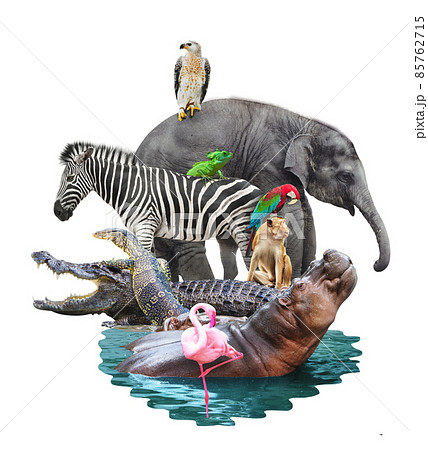 group of animal zebra eagle monkey hippo crocodile flamingo parrot Chameleon compose together is on white background group of animal zebra eagle monkey hippo crocodile flamingo parrot Chameleon compose together is on white background 85762715