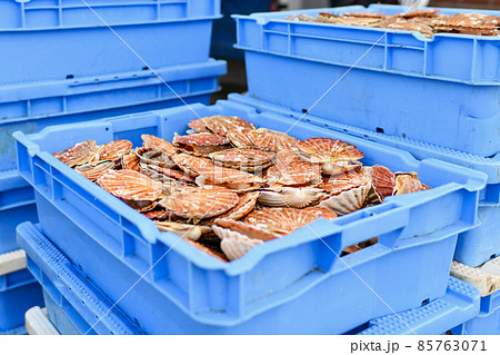 Fresh Scallops on a seafood market at Dieppe France 85763071