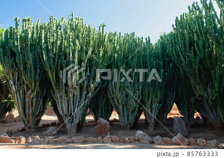 Cactus garden at island Majorca, Balearic Islands, Spain. Cactus garden at island Majorca, Balearic Islands, Spain. 85763333