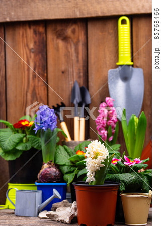 Spring gardening concept with blooming flowers 85763466