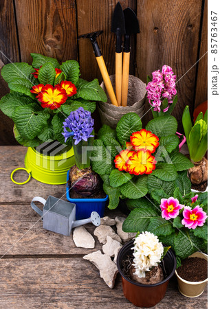 Spring gardening concept with blooming flowers 85763467