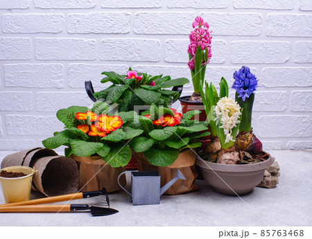 Spring gardening concept with blooming flowers 85763468