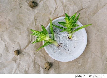 Aloe sprouts with roots on a white plate for planting in a pot. Paper background and expanded clay. Hobby and home gardening concept. Sustainable concept Aloe sprouts with roots on a white plate for planting in a pot. Paper background and expanded clay. Hobby and home gardening concept. Sustainable concept 85763803