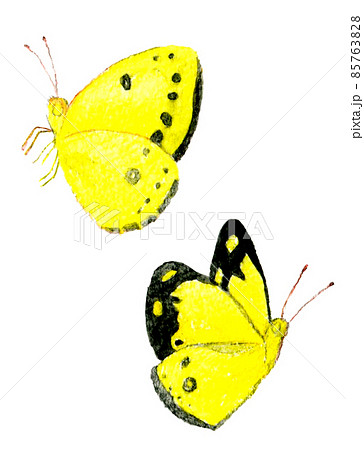 モンキチョウのセット（飛ぶ・止まる） 春の昆虫の手描き水彩イラスト