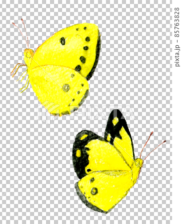 モンキチョウのセット（飛ぶ・止まる） 春の昆虫の手描き水彩イラスト