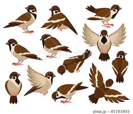 Cartoon sparrow bird, cute little flying bird character. Tiny city sparrow birds isolated vector illustration set. Sparrow bird Cartoon sparrow bird, cute little flying bird character. Tiny city sparrow birds isolated vector illustration set. Sparrow bird 85763905