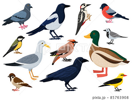 Cartoon city birds, sparrow, tit, pigeon and crow. European colorful birds, winged flying animals characters vector illustration set. Cute city birds 85763908