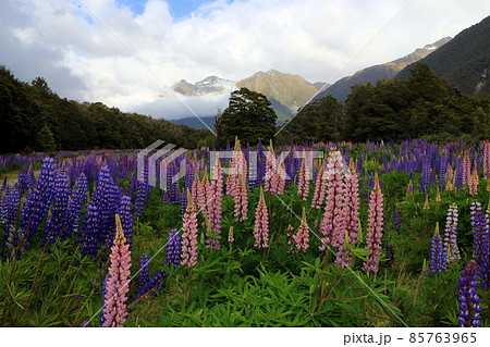 ニュージーランド_ルピナス02 85763965