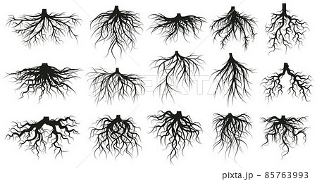 Tree root system, underground growing plants stems. Branched roots, botany plants, trees, vegetables roots vector illustration set. Underground root system 85763993