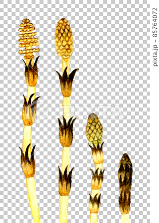 Tsukushi (horsetail) set Spring hand-painted watercolor illustration material 85764072