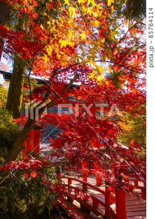 秋色全開の丹生都比売神社　和歌山県伊都郡かつらぎ町 85764114