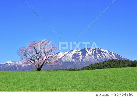 小岩井農場の桜と岩手山 85764260