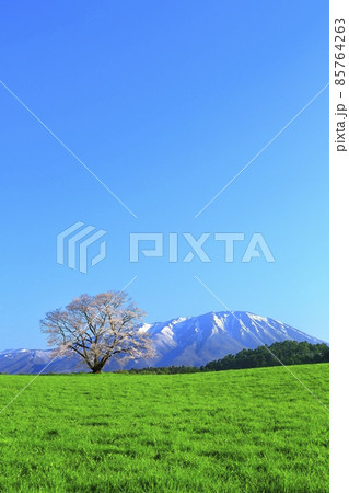 小岩井農場の桜と岩手山 85764263