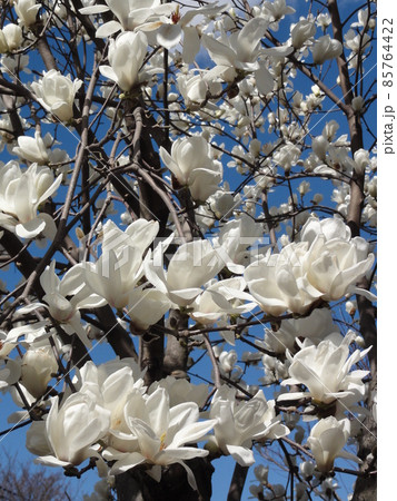 モクレン 85764422