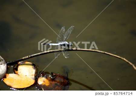 公園でみたトンボ 85764714