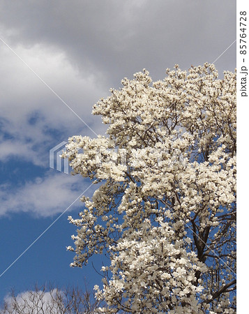 モクレン 85764728